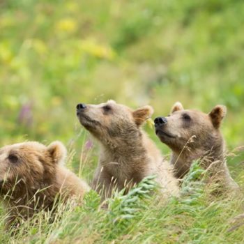 brown-bears-kodiak-refuge